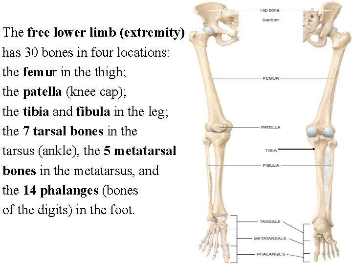 The free lower limb (extremity) has 30 bones in four locations: the femur in