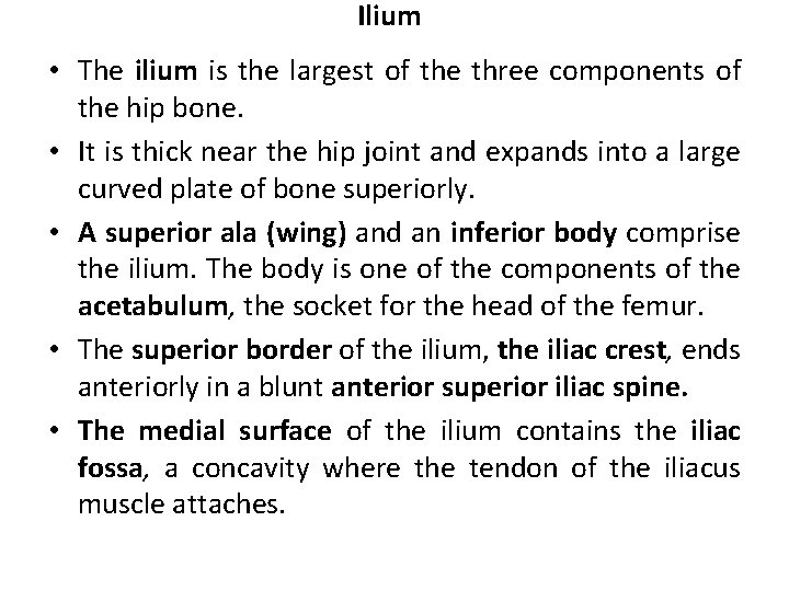 Ilium • The ilium is the largest of the three components of the hip