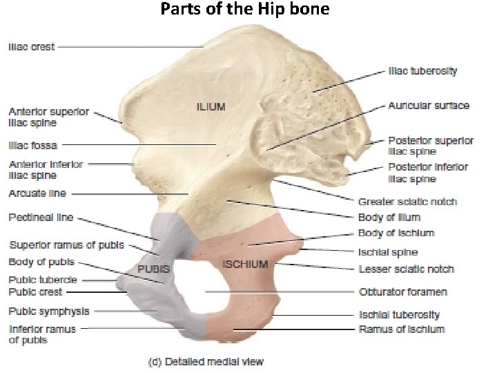 Parts of the Hip bone 