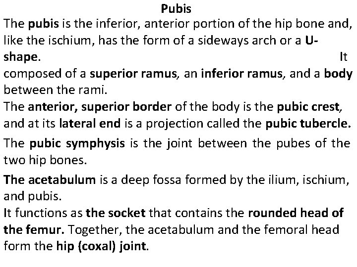 Pubis The pubis is the inferior, anterior portion of the hip bone and, like