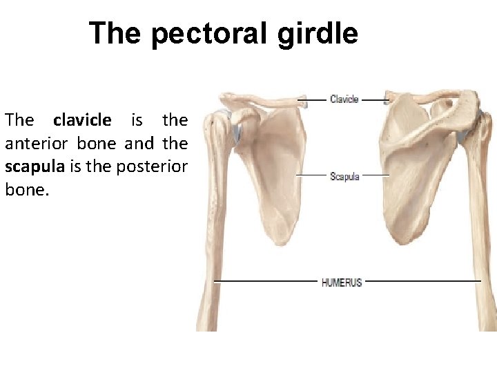 The pectoral girdle The clavicle is the anterior bone and the scapula is the