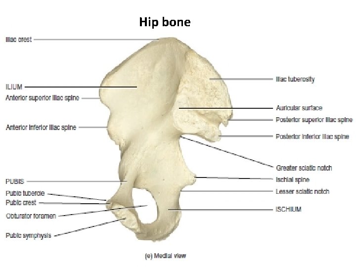 Hip bone 