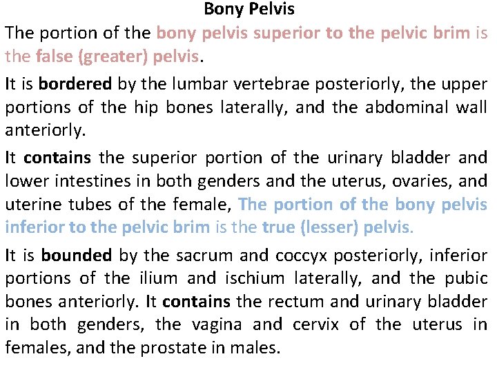 Bony Pelvis The portion of the bony pelvis superior to the pelvic brim is