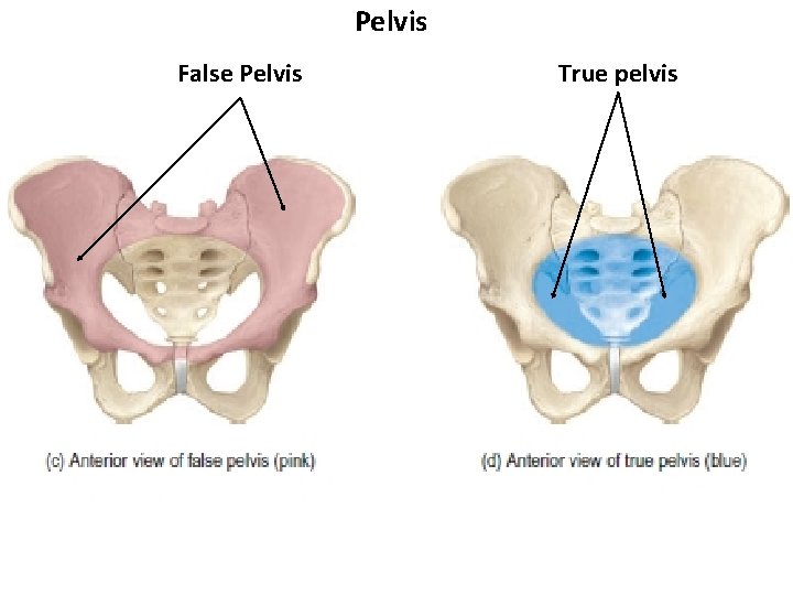 Pelvis False Pelvis True pelvis 