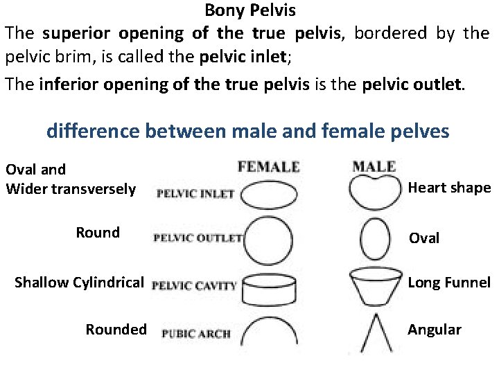 Bony Pelvis The superior opening of the true pelvis, bordered by the pelvic brim,