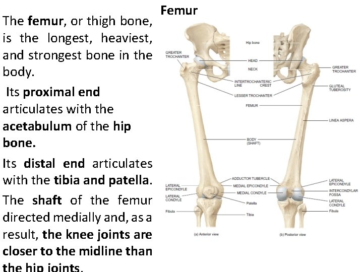 The femur, or thigh bone, is the longest, heaviest, and strongest bone in the