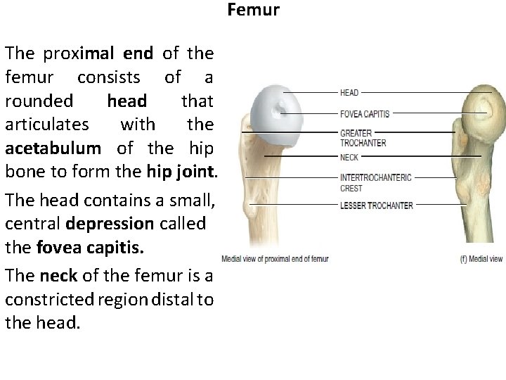 Femur The proximal end of the femur consists of a rounded head that articulates