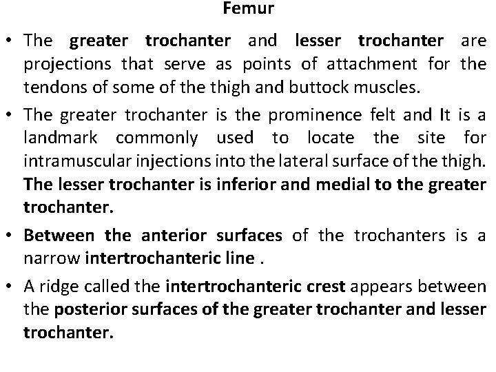 Femur • The greater trochanter and lesser trochanter are projections that serve as points