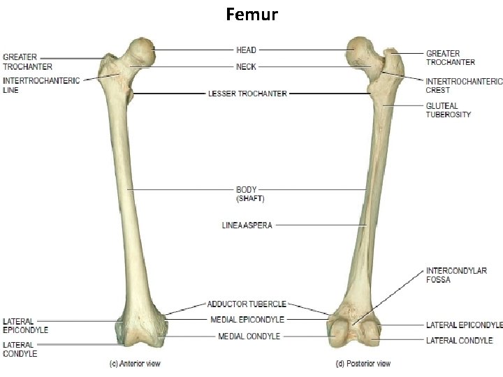 Femur 