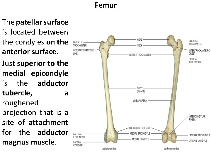 Femur The patellar surface is located between the condyles on the anterior surface. Just