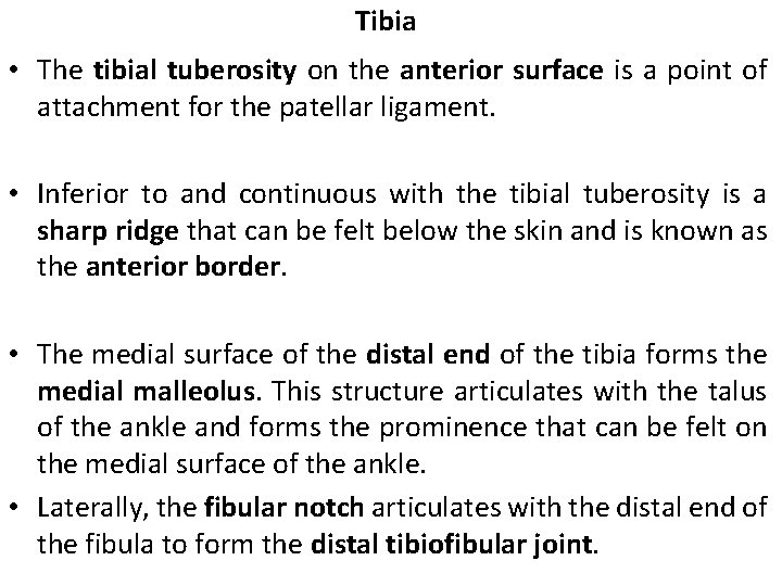 Tibia • The tibial tuberosity on the anterior surface is a point of attachment