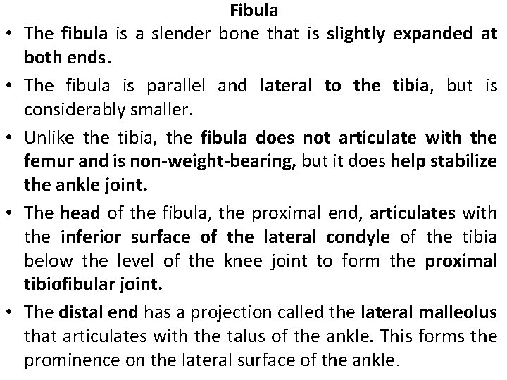  • • • Fibula The fibula is a slender bone that is slightly