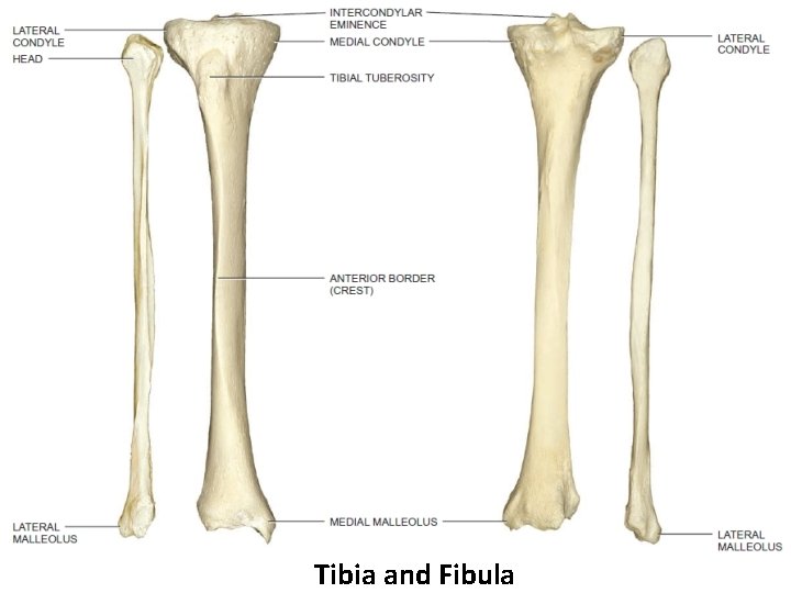 Tibia and Fibula 