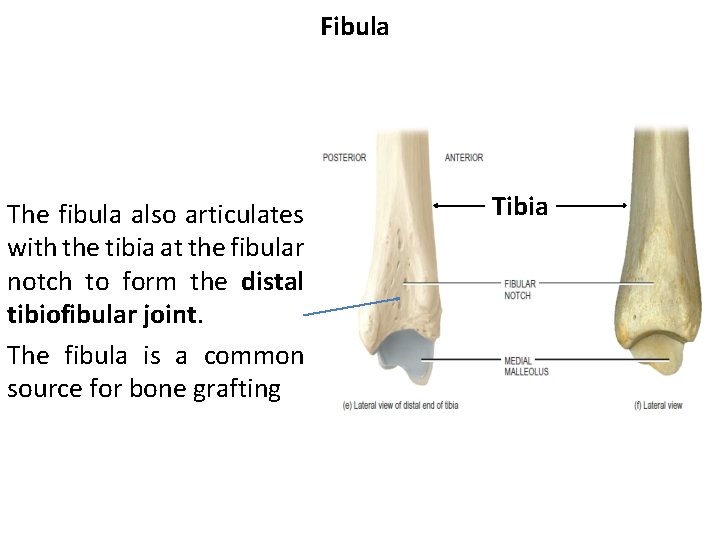 Fibula The fibula also articulates with the tibia at the fibular notch to form