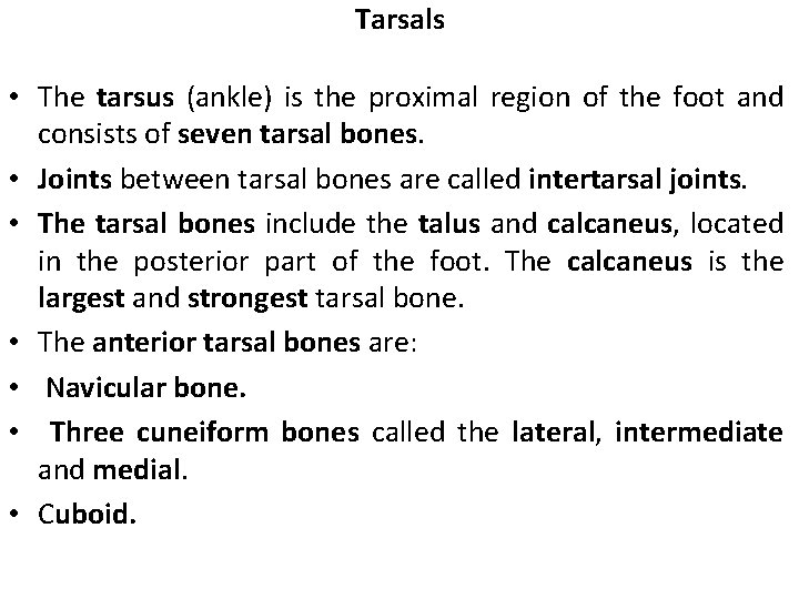 Tarsals • The tarsus (ankle) is the proximal region of the foot and consists