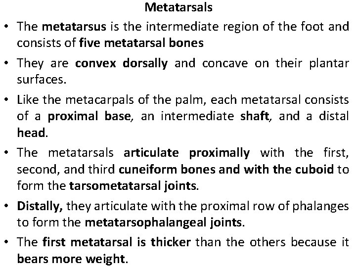  • • • Metatarsals The metatarsus is the intermediate region of the foot