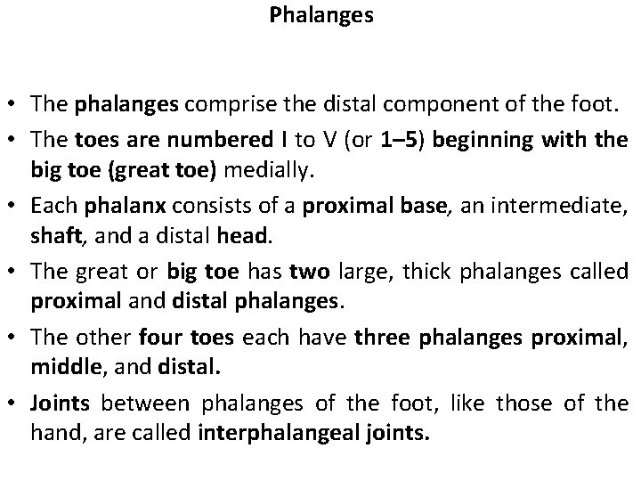 Phalanges • The phalanges comprise the distal component of the foot. • The toes