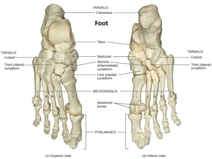 Foot 