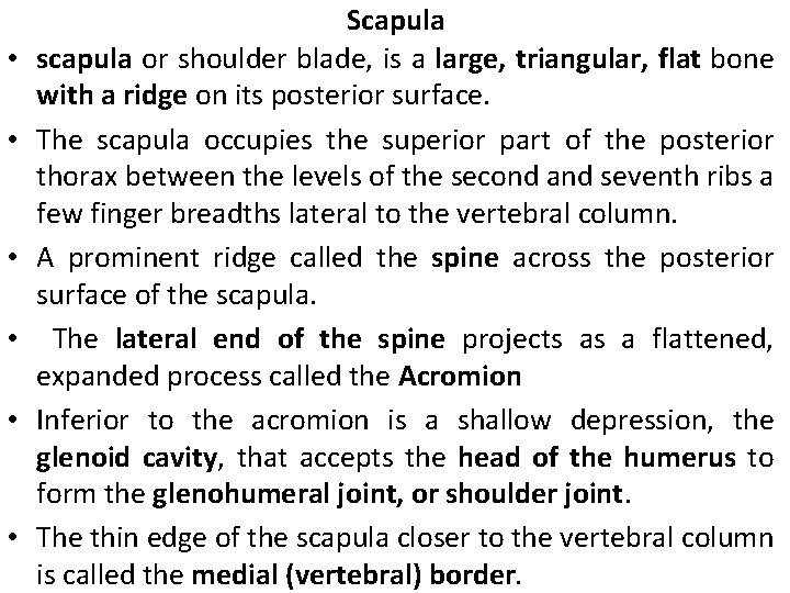  • • • Scapula scapula or shoulder blade, is a large, triangular, flat