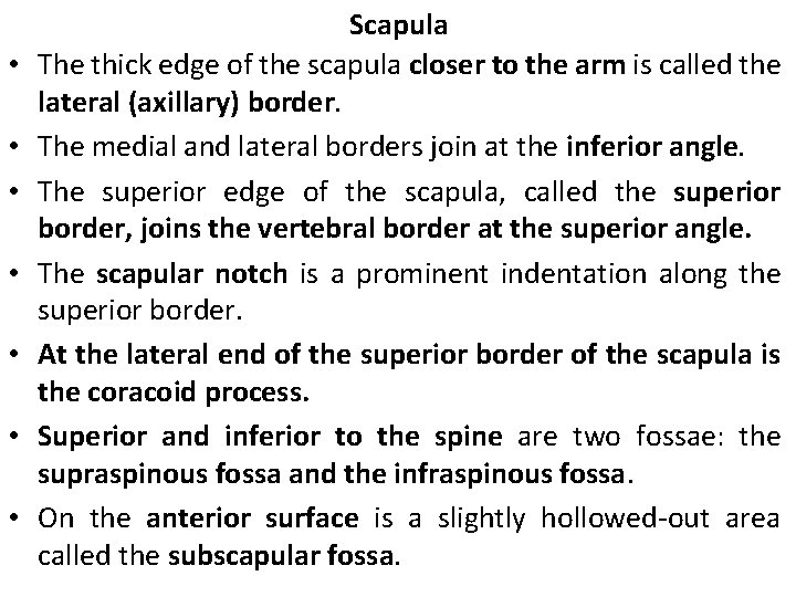  • • Scapula The thick edge of the scapula closer to the arm