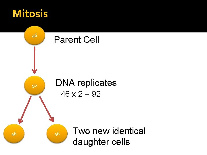 Mitosis 46 92 Parent Cell DNA replicates 46 x 2 = 92 46 46