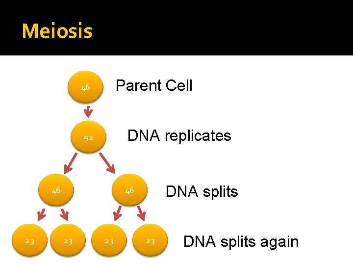 Meiosis Parent Cell 46 DNA replicates 92 46 23 DNA splits 46 23 23