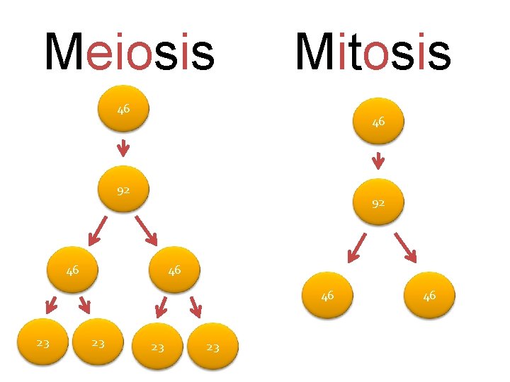 Meiosis Mitosis 46 46 92 92 46 46 46 23 23 46 