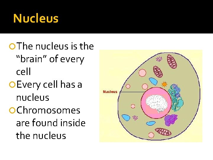 Nucleus The nucleus is the “brain” of every cell Every cell has a nucleus