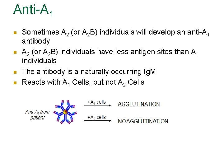 Anti-A 1 n n Sometimes A 2 (or A 2 B) individuals will develop