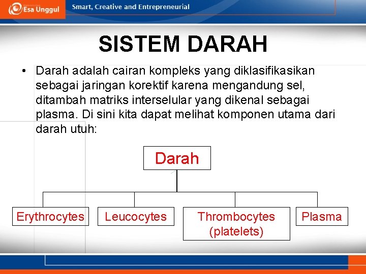 SISTEM DARAH • Darah adalah cairan kompleks yang diklasifikasikan sebagai jaringan korektif karena mengandung