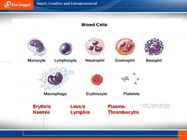 Erythr/o Haem/o Leuc/o Lymph/o Plasma. Thrombocyt/o 