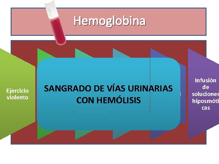 Hemoglobina Ejercicio violento Transfusió Hemoglob n de Sx SANGRADO DE VÍAS URINARIAS inuria sangre