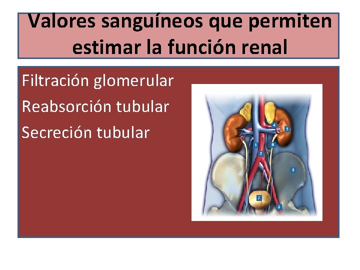 Valores sanguíneos que permiten estimar la función renal Filtración glomerular Reabsorción tubular Secreción tubular