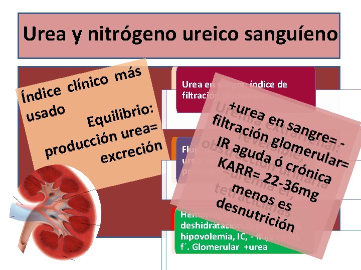 Urea y nitrógeno ureico sanguíeno s á m o c i n í l