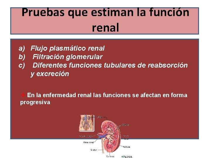 Pruebas que estiman la función renal a) Flujo plasmático renal b) Filtración glomerular c)
