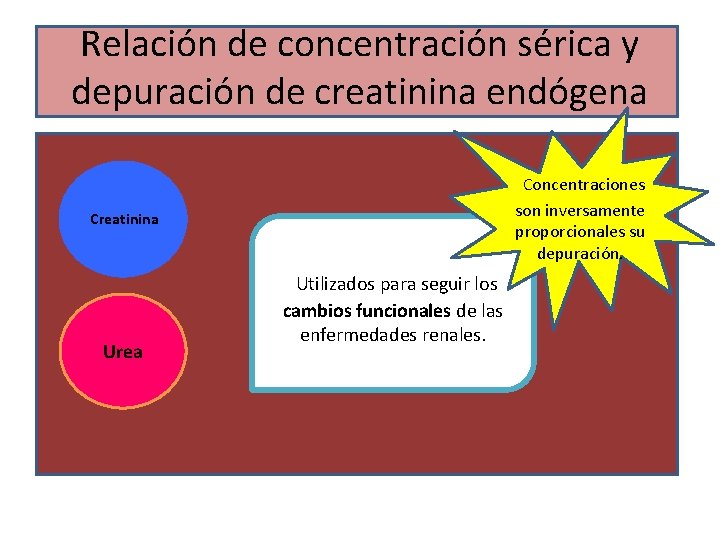 Relación de concentración sérica y depuración de creatinina endógena Concentraciones son inversamente proporcionales su