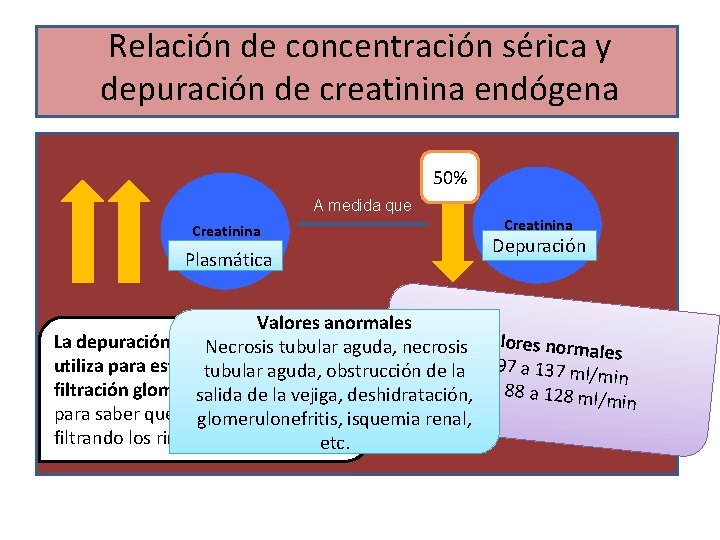 Relación de concentración sérica y depuración de creatinina endógena 50% A medida que Creatinina