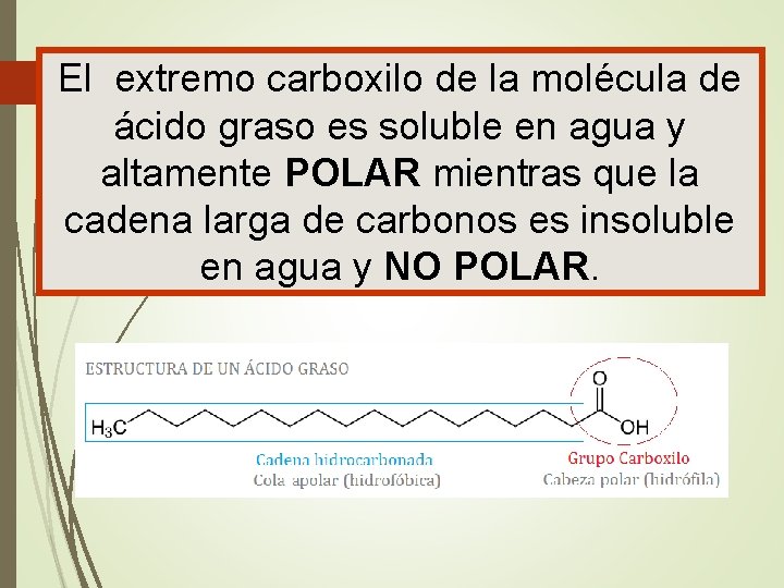 El extremo carboxilo de la molécula de ácido graso es soluble en agua y