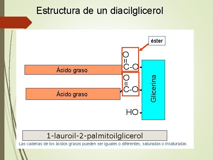 Estructura de un diacilglicerol éster = Ácido graso Glicerina = O C-O CH 2