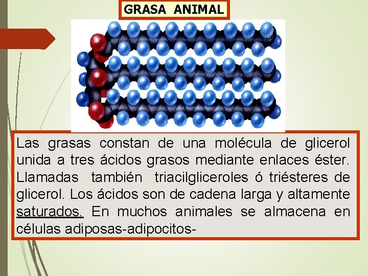 GRASA ANIMAL Las grasas constan de una molécula de glicerol unida a tres ácidos