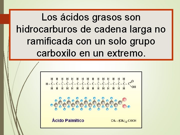 Los ácidos grasos son hidrocarburos de cadena larga no ramificada con un solo grupo