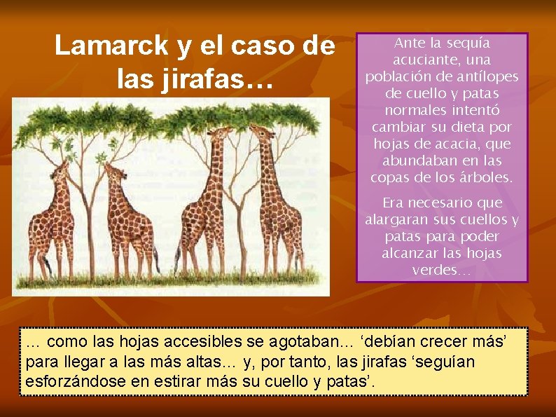 Lamarck y el caso de las jirafas… Ante la sequía acuciante, una población de