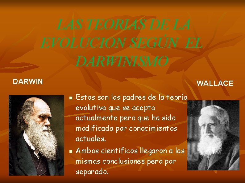 LAS TEORIAS DE LA EVOLUCION SEGÚN EL DARWINISMO DARWIN WALLACE n n Estos son