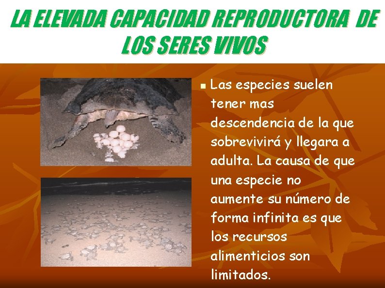 LA ELEVADA CAPACIDAD REPRODUCTORA DE LOS SERES VIVOS n Las especies suelen tener mas