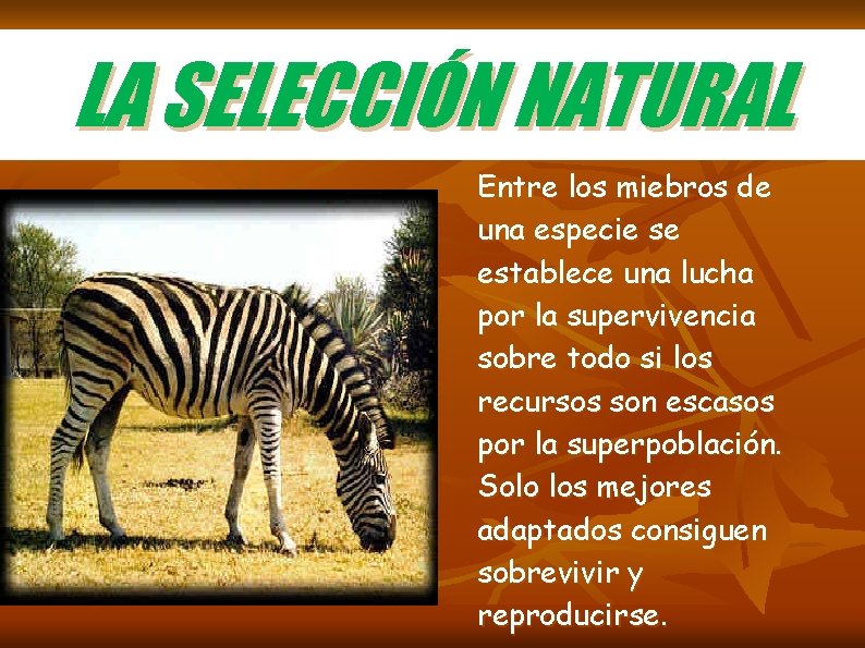 LA SELECCIÓN NATURAL Entre los miebros de una especie se establece una lucha por