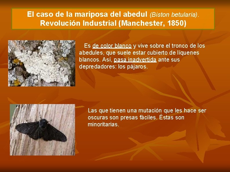 El caso de la mariposa del abedul (Biston betularia). Revolución Industrial (Manchester, 1850) Es