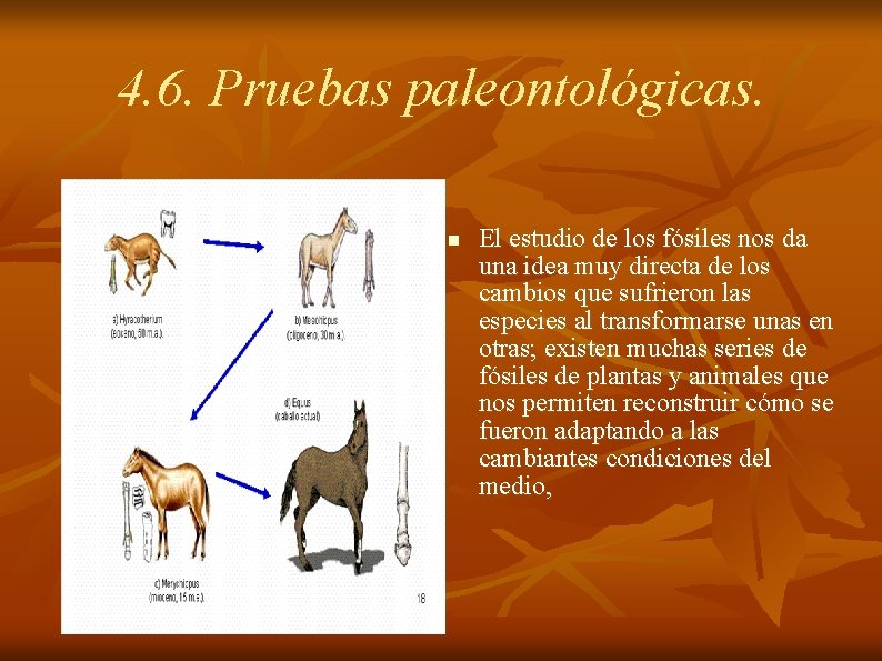 4. 6. Pruebas paleontológicas. n El estudio de los fósiles nos da una idea