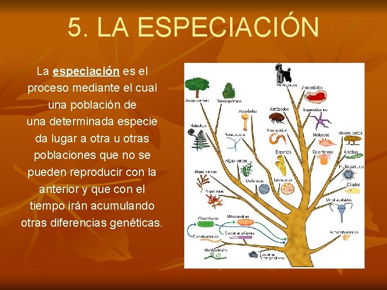 5. LA ESPECIACIÓN La especiación es el proceso mediante el cual una población de