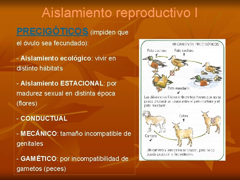 Aislamiento reproductivo I PRECIGÓTICOS (impiden que el óvulo sea fecundado): - Aislamiento ecológico: vivir