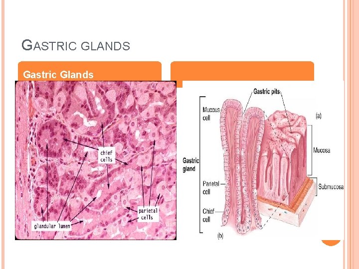 GASTRIC GLANDS Gastric Glands 
